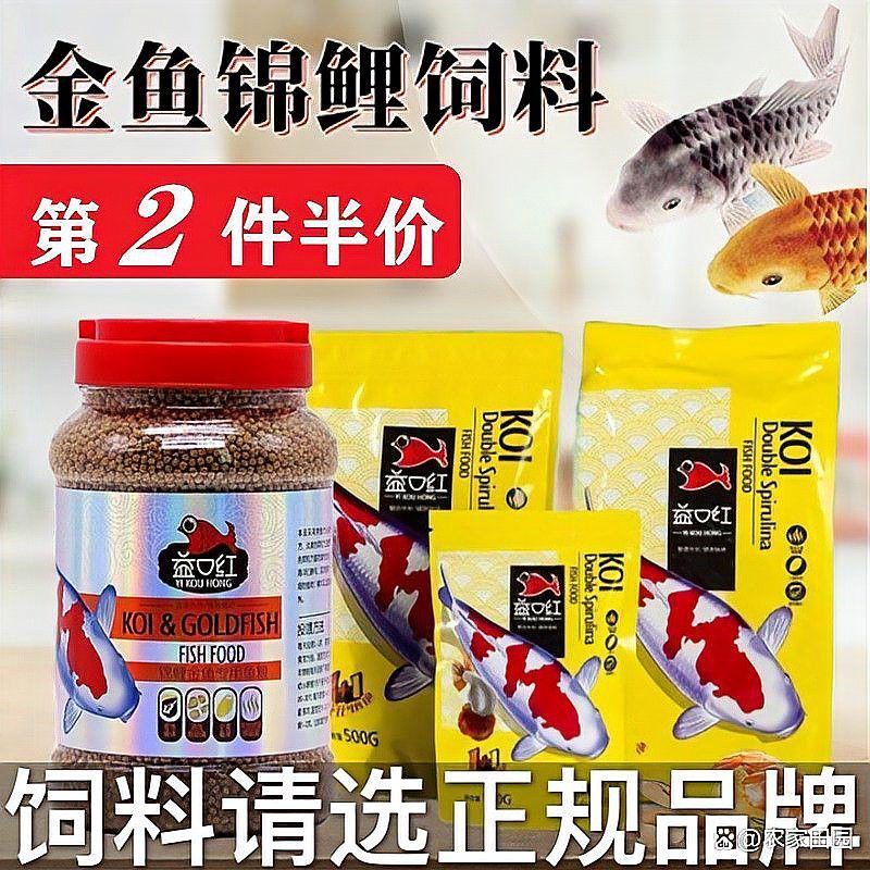 金龍魚怎樣養上色快又好看