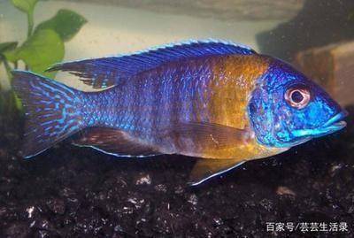 龍魚(yú)水溫30度的好處和壞處：龍魚(yú)水溫保持在30度時(shí)，其好處在于提供適宜的溫度環(huán)境 龍魚(yú)水溫30度的好處和壞處：龍魚(yú)水溫保持在30度時(shí)，其好處在于提供適宜的溫度環(huán)境 龍魚(yú)百科 第3張