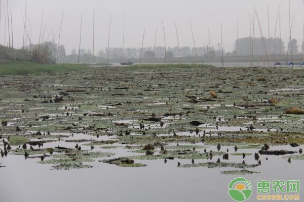 龍魚飼料保存不當的影響：龍魚飼料保存不當可能導致龍魚飼料的質量和營養價值