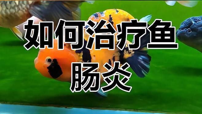 龍魚腸炎如何確診