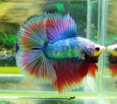 60公分龍魚換新環(huán)境能活嗎：60公分長的龍魚與薩伊藍魚可以混養(yǎng)嗎，需要滿足哪些條件