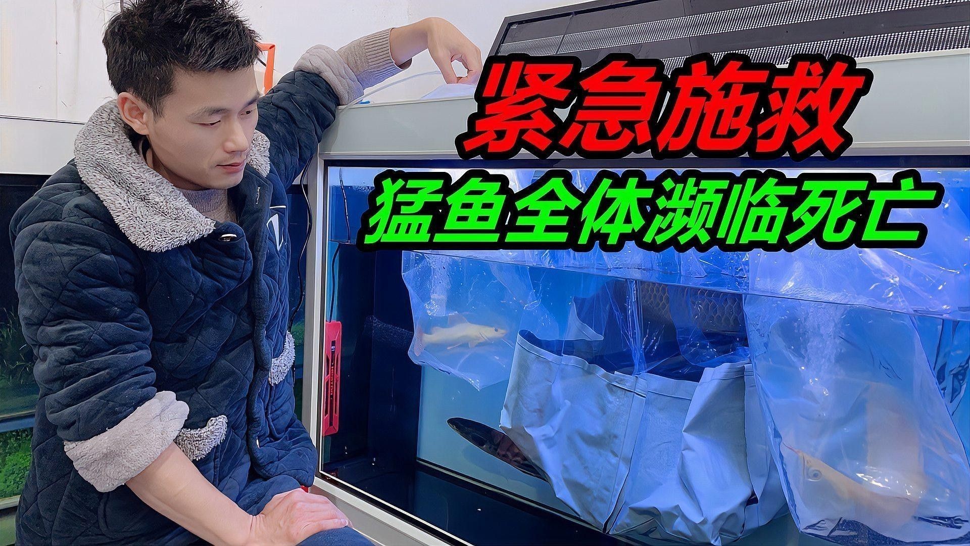 龍魚(yú)缸沒(méi)電多久會(huì)死魚(yú)