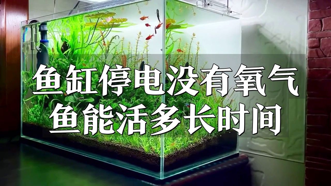 龍魚(yú)缸沒(méi)電多久會(huì)死魚(yú)