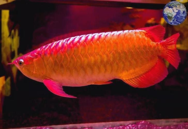 紅龍魚圖片高清壁紙大圖無水印 紅龍魚圖片高清壁紙大圖無水印 龍魚百科 第5張