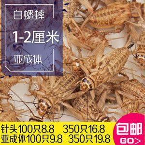 金龍魚吃蟋蟀的好處：金龍魚吃蟋蟀有什么好處360問答 金龍魚吃蟋蟀的好處：金龍魚吃蟋蟀有什么好處360問答 龍魚百科 第2張