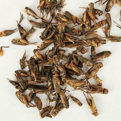 金龍魚吃蟋蟀的好處：金龍魚吃蟋蟀有什么好處360問答 金龍魚吃蟋蟀的好處：金龍魚吃蟋蟀有什么好處360問答 龍魚百科 第5張