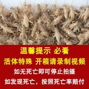 金龍魚吃蟋蟀的好處：金龍魚吃蟋蟀有什么好處360問答 金龍魚吃蟋蟀的好處：金龍魚吃蟋蟀有什么好處360問答 龍魚百科 第6張