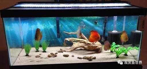 龍魚會跳缸嗎怎么回事兒：龍魚會跳缸嗎？