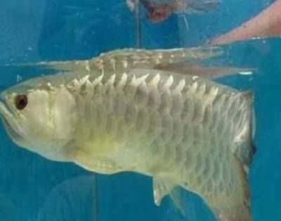 金龍魚受驚嚇不吃食怎么辦，金龍魚受驚嚇不吃怎么辦：金龍魚受驚嚇不吃食怎么辦，