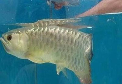 金龍魚受驚嚇不吃食怎么辦，金龍魚受驚嚇不吃怎么辦：金龍魚受驚嚇不吃食怎么辦，