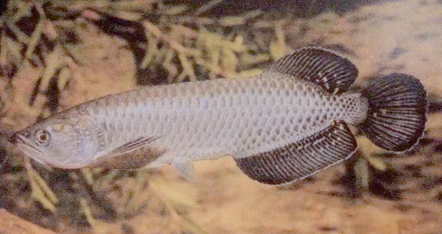 澳洲星點龍魚的價格是多少？