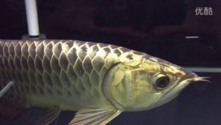 紅龍魚飼養有竅門嗎（如何飼養紅龍魚）