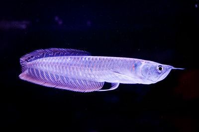 銀龍魚的照片大全集下載：銀龍魚照片大全集