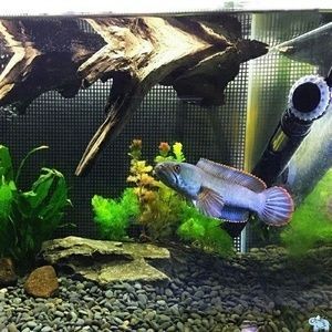 雷龍魚多少錢一只幼魚（雷龍魚多少錢一只）