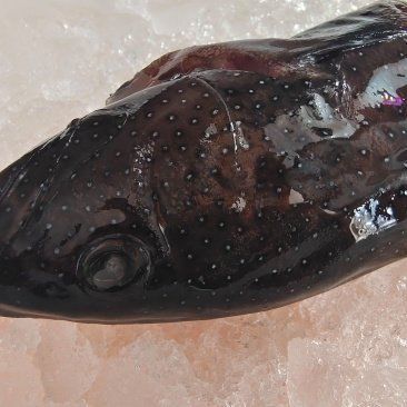 藍斑魚多少錢一斤