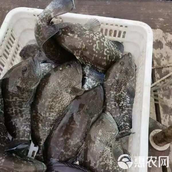 藍斑魚多少錢一斤