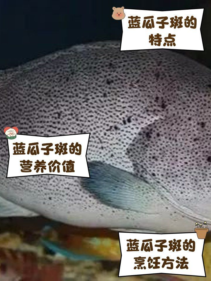 藍斑魚多少錢一斤