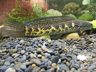 黃金眼鏡蛇雷龍魚多大可以繁殖，黃金眼鏡蛇雷龍魚的繁殖年齡