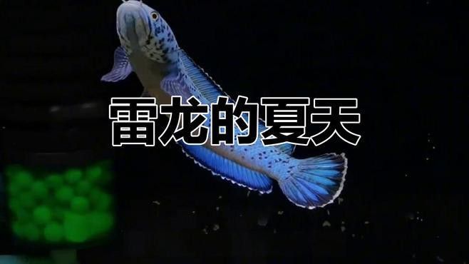 藍月光雷龍魚 藍月光雷龍魚 龍魚百科 第1張