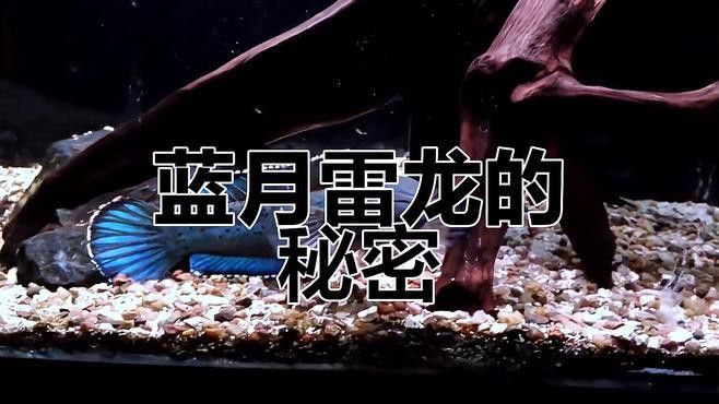 藍月光雷龍魚 藍月光雷龍魚 龍魚百科 第2張