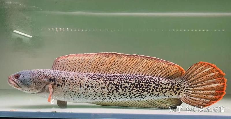 藍月光雷龍魚 藍月光雷龍魚 龍魚百科 第3張