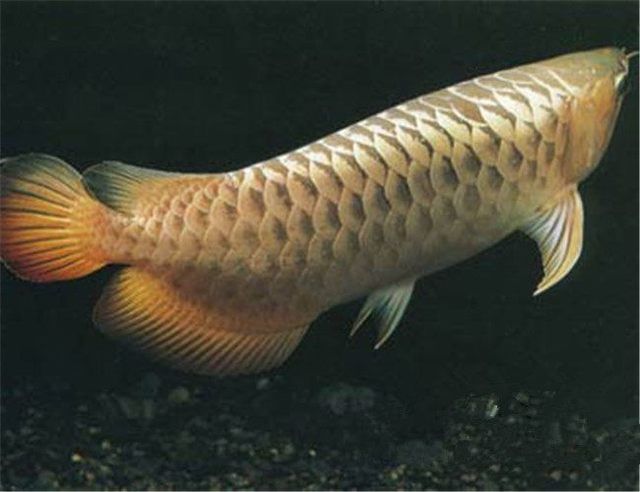 龍魚(yú)的體型特征圖：關(guān)于龍魚(yú)體型特征的一些描述 龍魚(yú)的體型特征圖：關(guān)于龍魚(yú)體型特征的一些描述 龍魚(yú)百科 第3張