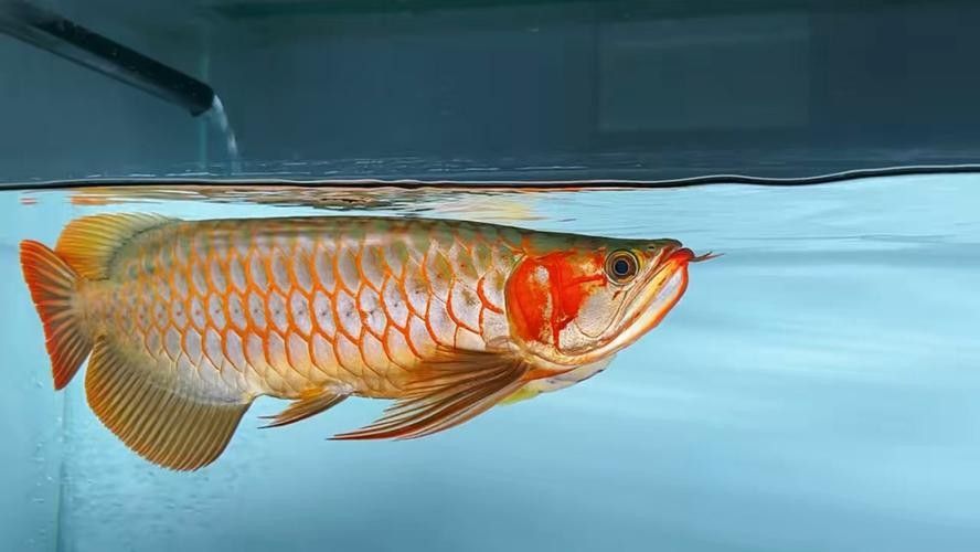 馬來西亞紅龍魚圖片高清壁紙