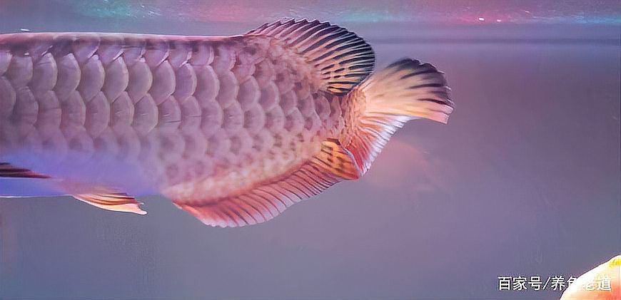 龍魚鰭爛能否自愈