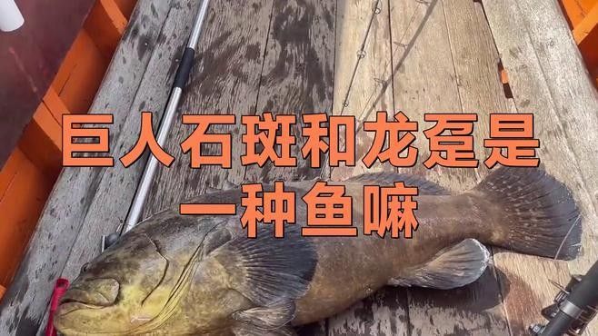 龍躉和石斑魚有什么區(qū)別？