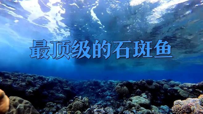 龍躉和石斑魚有什么區(qū)別？