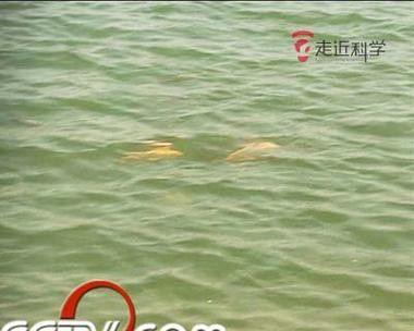 湛江水怪龍魚 湛江水怪龍魚 龍魚百科 第2張