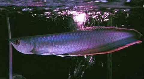 黑龍魚長大了什么樣圖片欣賞 龍魚百科 第6張 黑龍魚長大了什么樣圖片欣賞 黑龍魚長大了什么樣圖片欣賞 龍魚百科 第6張