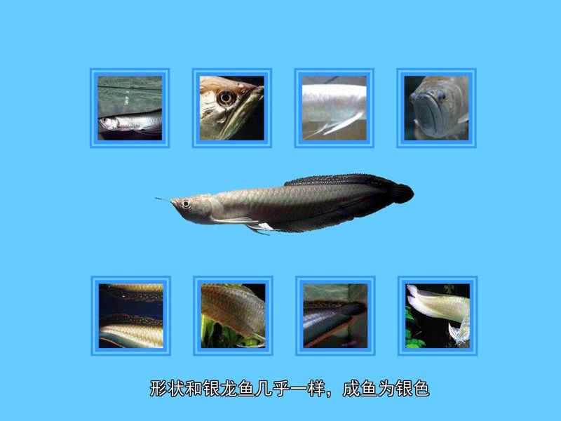 黑龍魚長大了什么樣圖片欣賞 黑龍魚長大了什么樣圖片欣賞 龍魚百科 第2張