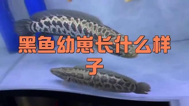 黑龍魚長大了什么樣圖片欣賞 黑龍魚長大了什么樣圖片欣賞 龍魚百科 第1張