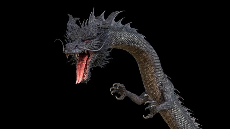 黑龍魚長大了什么樣圖片欣賞 龍魚百科 第14張 黑龍魚長大了什么樣圖片欣賞 黑龍魚長大了什么樣圖片欣賞 龍魚百科 第14張