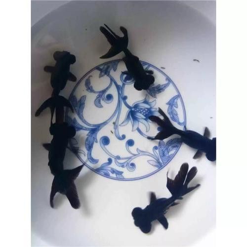 黑龍魚長大了什么樣圖片欣賞 龍魚百科 第15張 黑龍魚長大了什么樣圖片欣賞 黑龍魚長大了什么樣圖片欣賞 龍魚百科 第15張