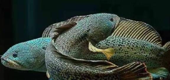 黃金雷龍魚怎么捏（黃金雷龍魚橡皮泥制作技巧分享黃金雷龍魚橡皮泥制作技巧分享） 黃金雷龍魚怎么捏（黃金雷龍魚橡皮泥制作技巧分享黃金雷龍魚橡皮泥制作技巧分享） 龍魚百科 第1張