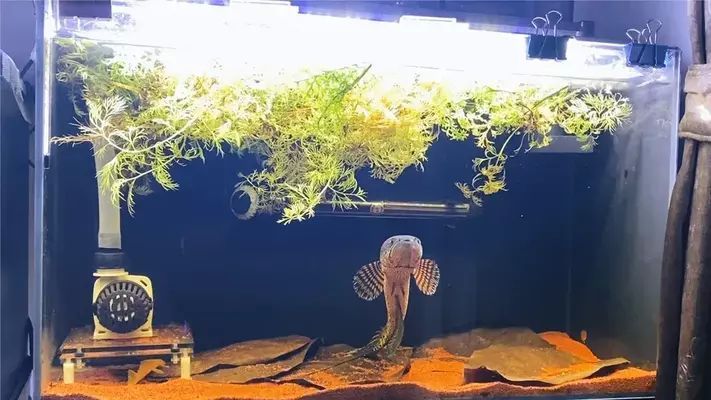 黃金雷龍魚怎么捏（黃金雷龍魚橡皮泥制作技巧分享黃金雷龍魚橡皮泥制作技巧分享） 黃金雷龍魚怎么捏（黃金雷龍魚橡皮泥制作技巧分享黃金雷龍魚橡皮泥制作技巧分享） 龍魚百科 第3張