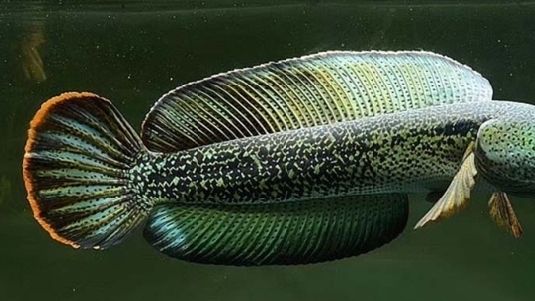 雷龍魚繁殖注意事項：關于雷龍魚的飼養管理