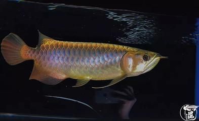 龍魚鹽度是多少合適(龍魚鹽度多少合適) 龍魚百科 第2張 龍魚鹽度是多少合適(龍魚鹽度多少合適) 龍魚鹽度是多少合適(龍魚鹽度多少合適) 龍魚百科 第2張