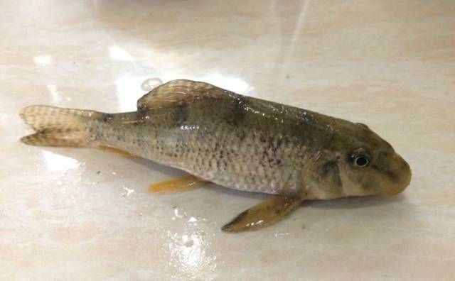 龍魚鹽度是多少合適(龍魚鹽度多少合適) 龍魚百科 第5張 龍魚鹽度是多少合適(龍魚鹽度多少合適) 龍魚鹽度是多少合適(龍魚鹽度多少合適) 龍魚百科 第5張