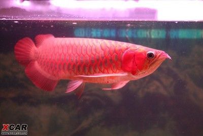 紅龍魚養(yǎng)多久才長到50cm【紅龍魚生長速度分析關鍵詞紅龍魚的生長速度分析關鍵詞】