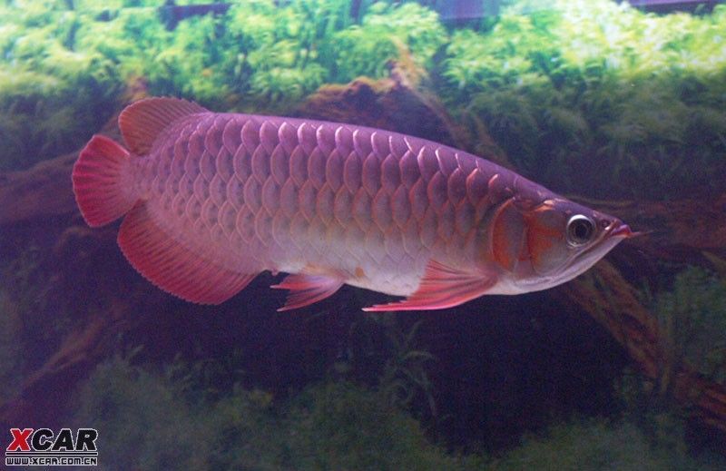 紅龍魚養(yǎng)多久才長到50cm【紅龍魚生長速度分析關鍵詞紅龍魚的生長速度分析關鍵詞】
