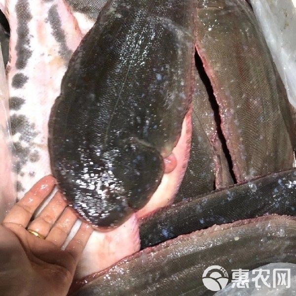 龍利魚和巴沙魚的市場價格 龍利魚和巴沙魚的市場價格 龍魚百科 第17張