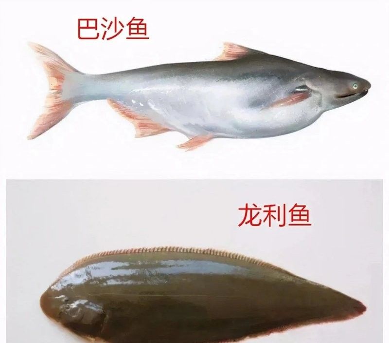 龍利魚和巴沙魚的市場價格 龍利魚和巴沙魚的市場價格 龍魚百科 第14張