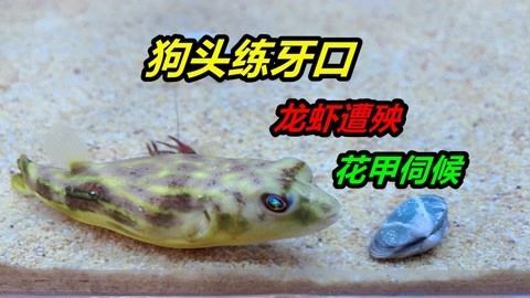 金龍魚撞缸視頻：關于金龍魚撞缸的問題