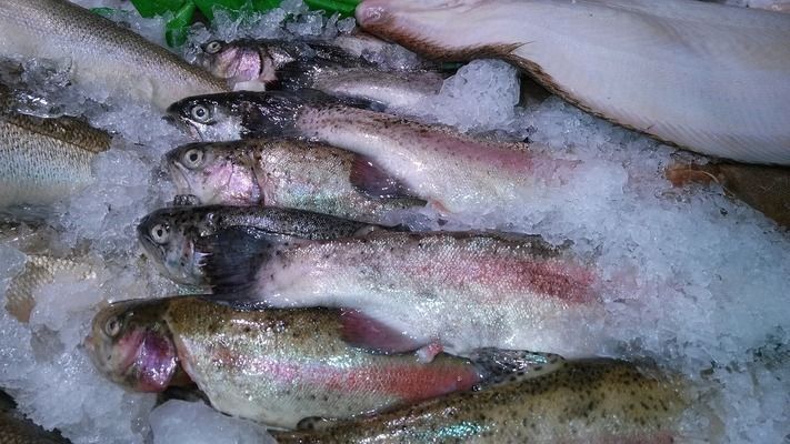龍魚魚缸十大排名品種：2024年十大龍魚魚缸品牌排名