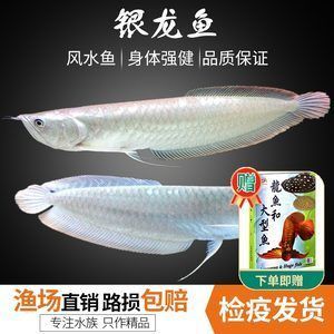 觀賞魚 龍：龍魚是一種備受人們喜愛的高端觀賞魚