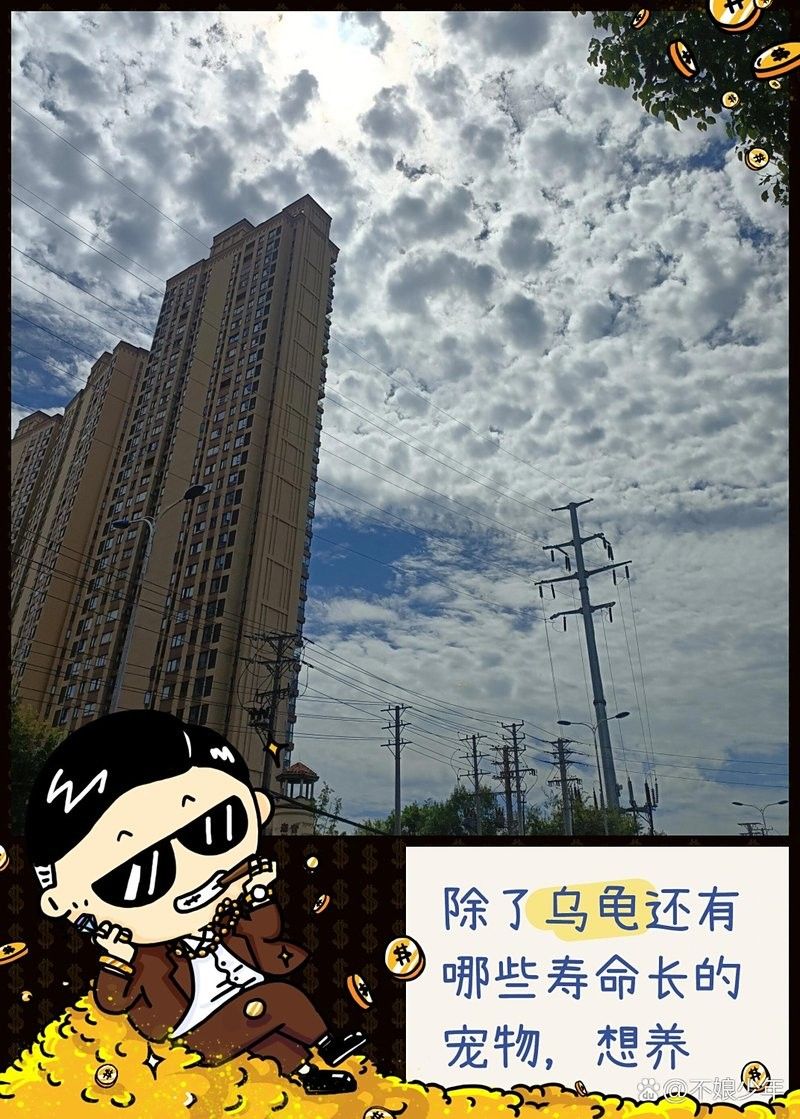 龍貓和貓咪哪個壽命更長？