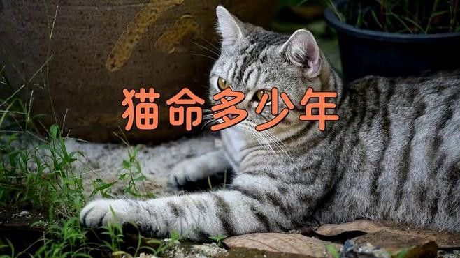 龍貓和貓咪哪個壽命更長？
